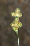 Saltmarsh umbrella-sedge